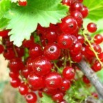 Смородина на даче