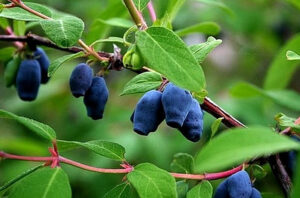 Подготовка жимолости к зиме