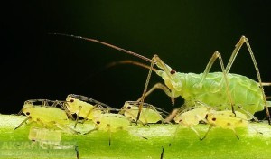 Гороховая тля