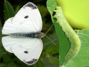 Репная белянка