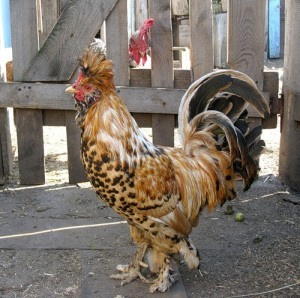 Павловская порода кур