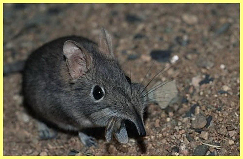 Землеройка фото