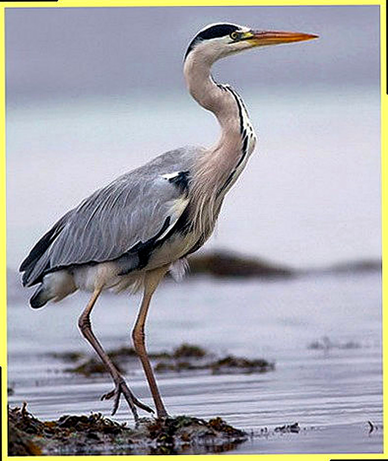 Цапля серая фото