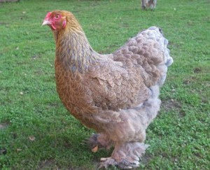 Куры мясных пород
