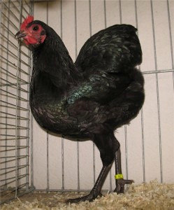 Порода кур Лангшан