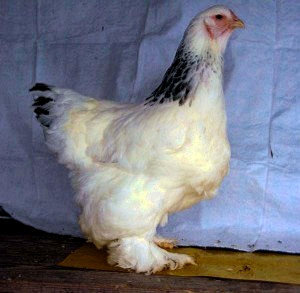 Порода Кур Брама