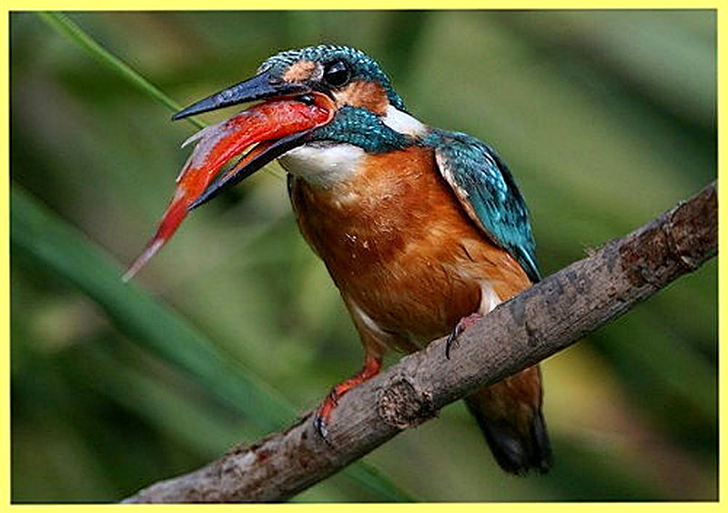 Зимородок фото