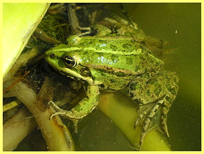 Лягушка зеленая фото
