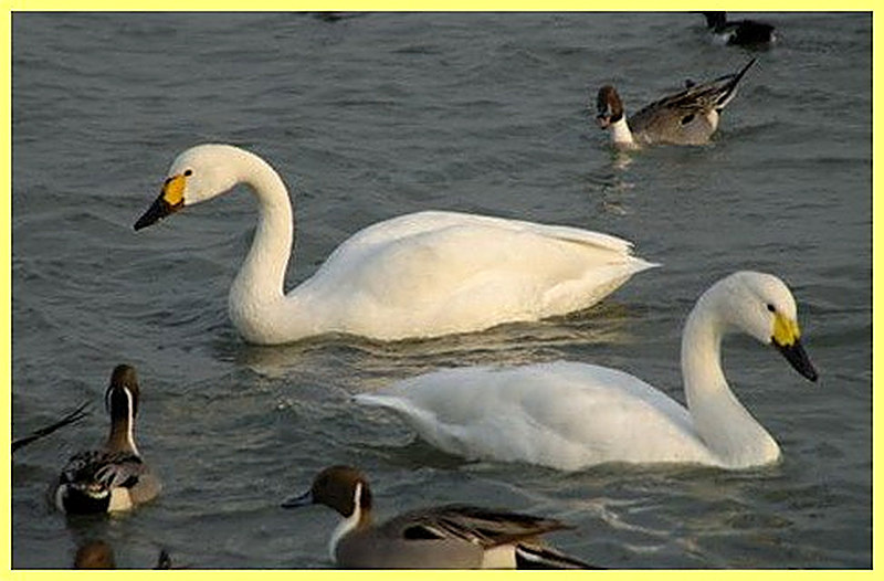 Домашние утки фото