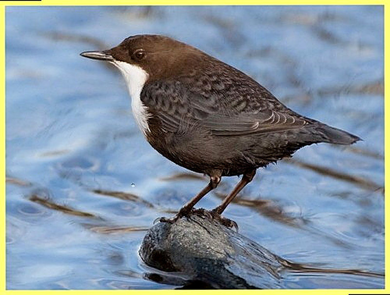 Оляпка фото