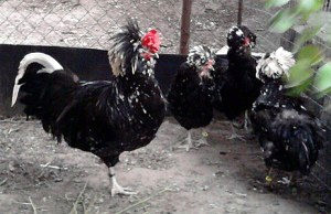 Порода кур Гудан