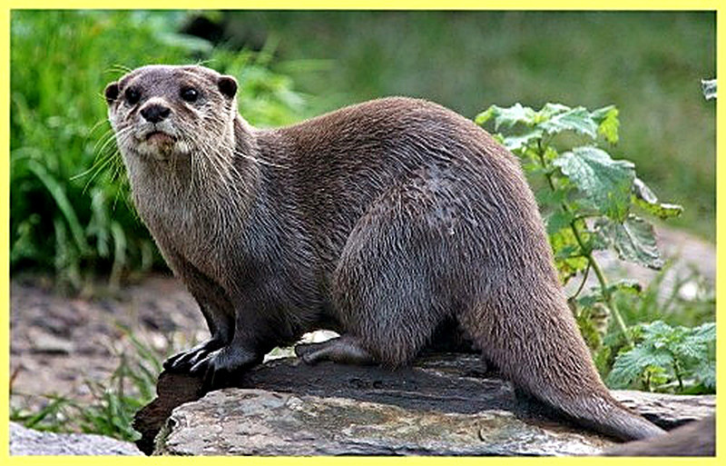 Выдра фото