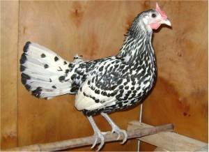 Гамбургские куры