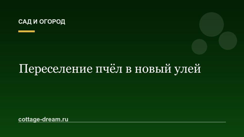 Переселение пчёл в новый улей