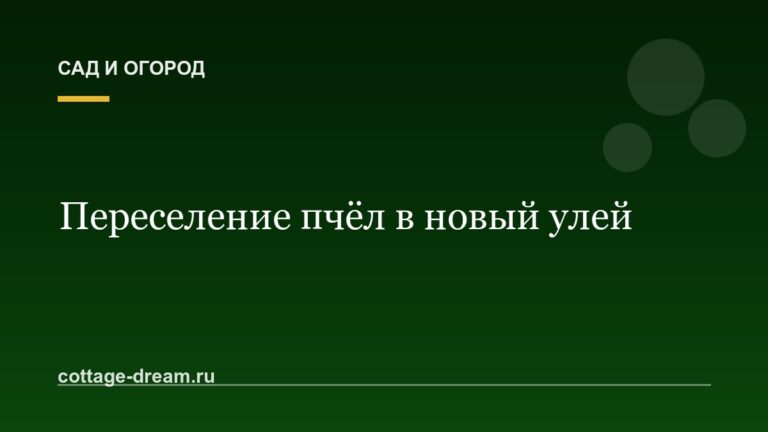 Переселение пчёл в новый улей