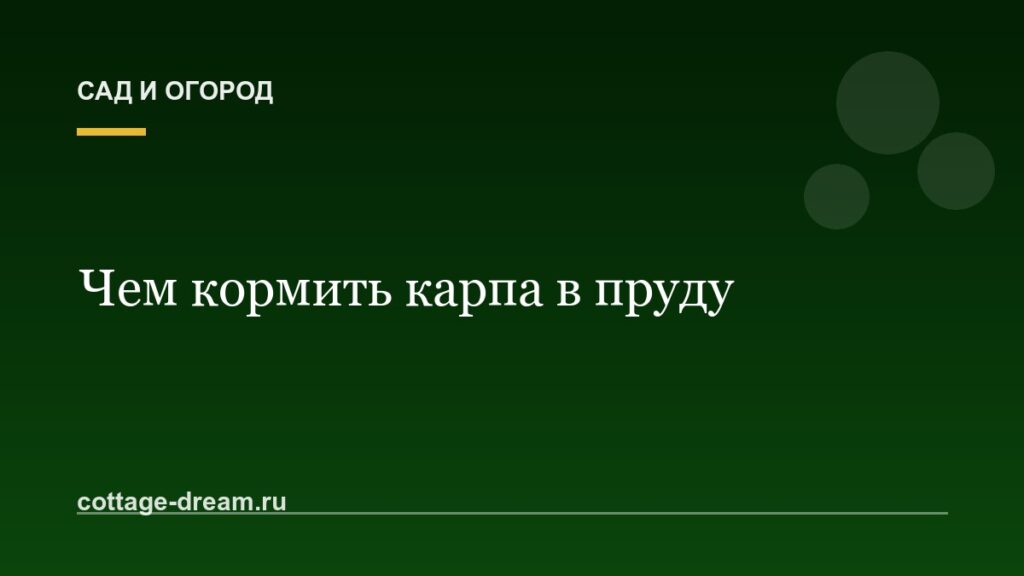 Чем кормить карпа в пруду