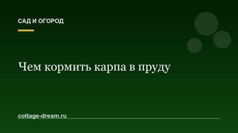 Чем кормить карпа в пруду