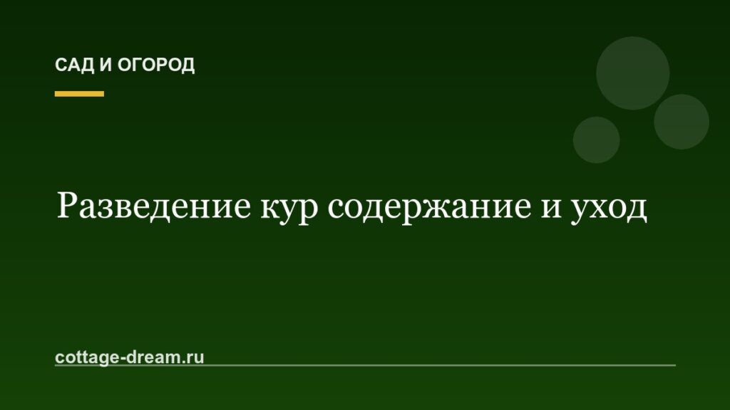 Разведение кур содержание и уход