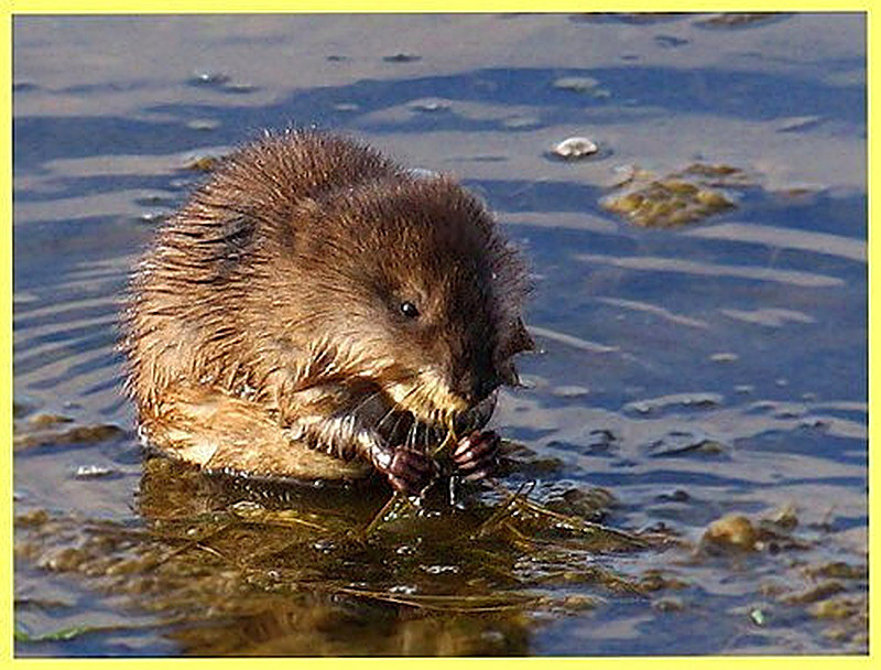 водяная крыса фото