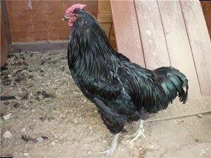 Порода кур Кревкер