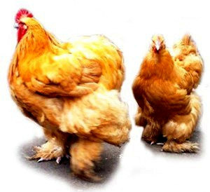 Порода Кур Кохинхина