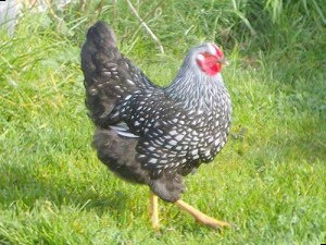 Куры виандот