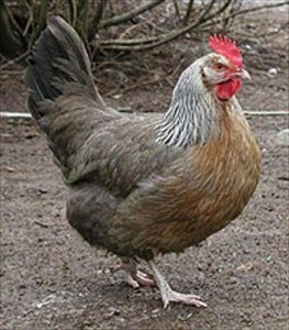 Доркинг куры