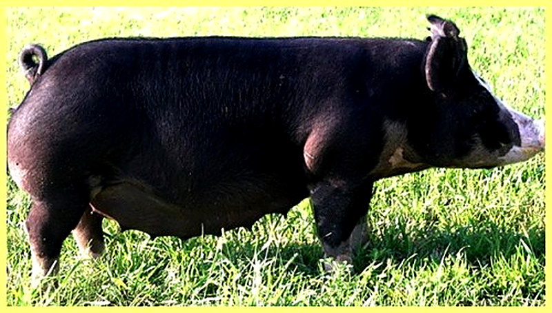 Черные английские свиньи фото