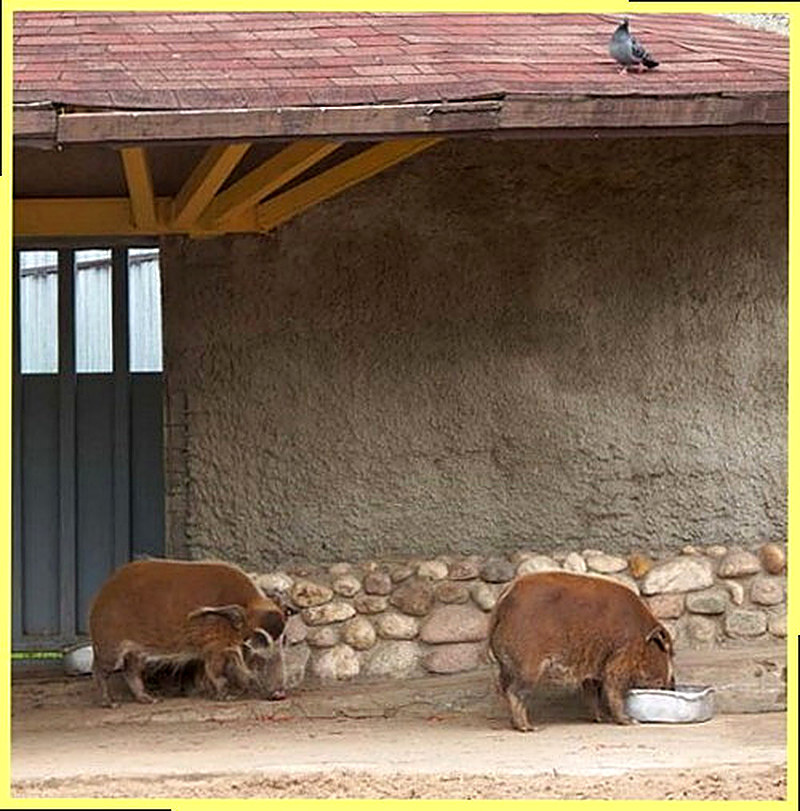 Длинноухие свиньи фото