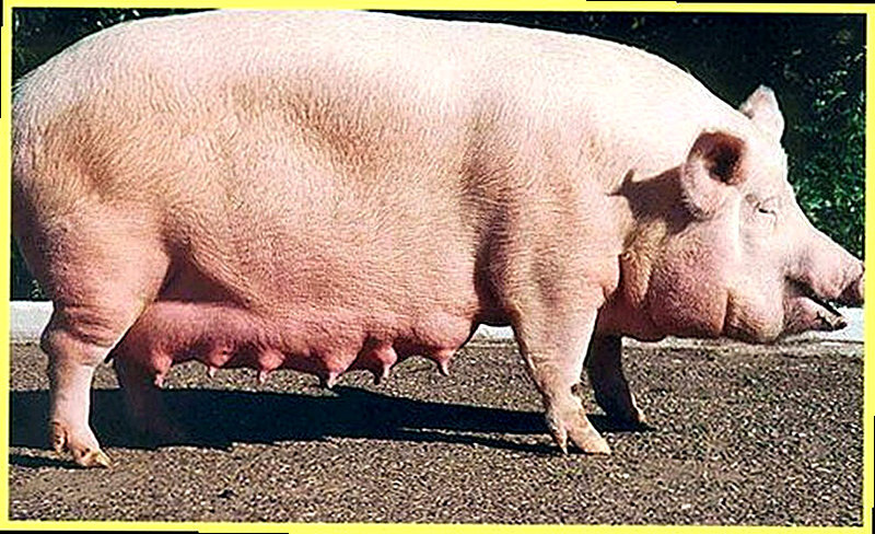 Короткоухие свиньи фото