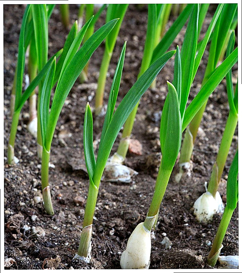 как вырастить чеснок