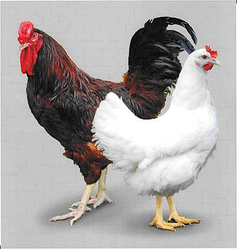 Как вырастить кур на даче