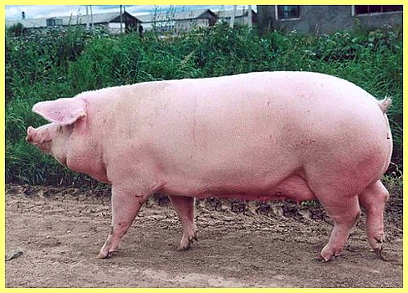 Белые английские свиньи фото