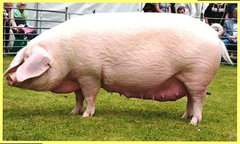 Мясные породы свиней фото