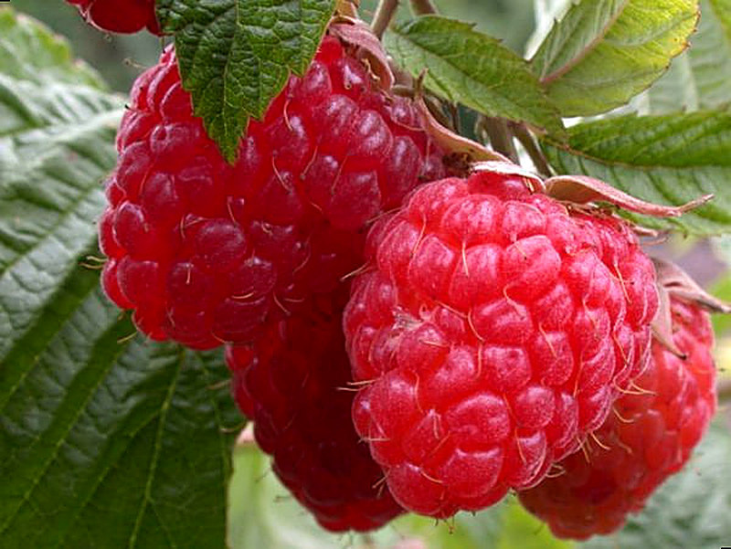 Малина ремонтантная выращивание и уход