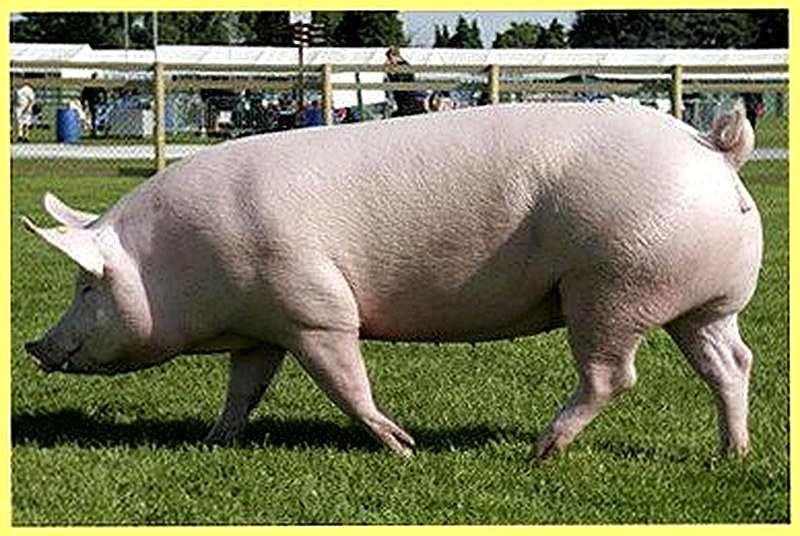 Сальные породы свиней фото