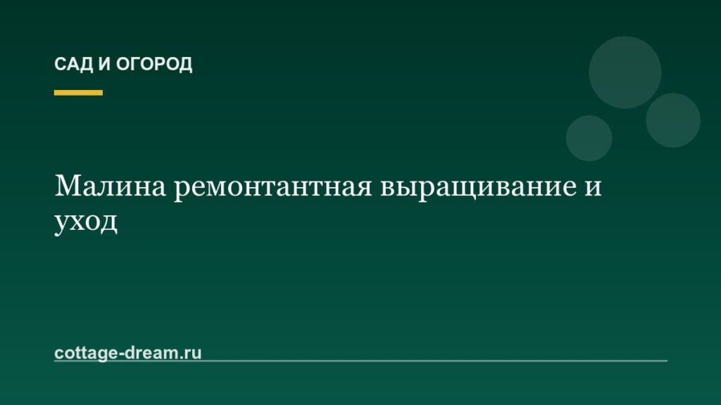 Малина ремонтантная выращивание и уход: подробное описание