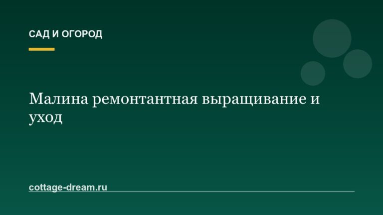 Малина ремонтантная выращивание и уход: подробное описание