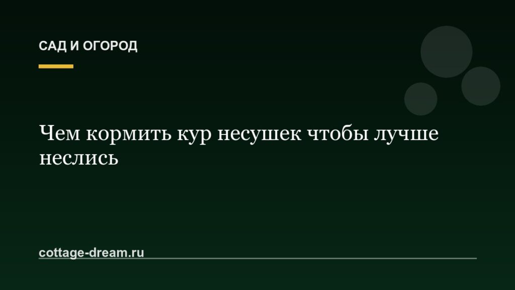 Чем кормить кур несушек чтобы лучше неслись