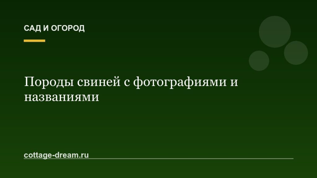 Породы свиней с фотографиями и названиями