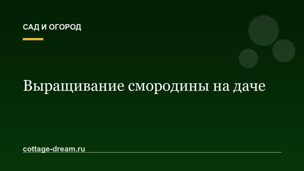 Выращивание смородины на даче : размножение и уход
