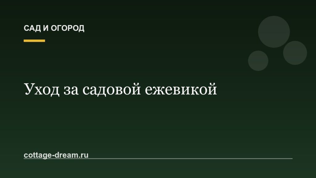 Уход за садовой ежевикой: описание
