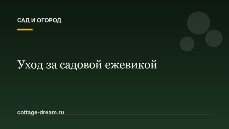 Уход за садовой ежевикой: описание
