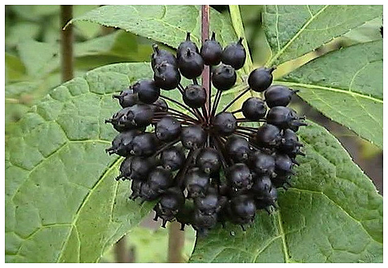 Выращивание элеутерококка