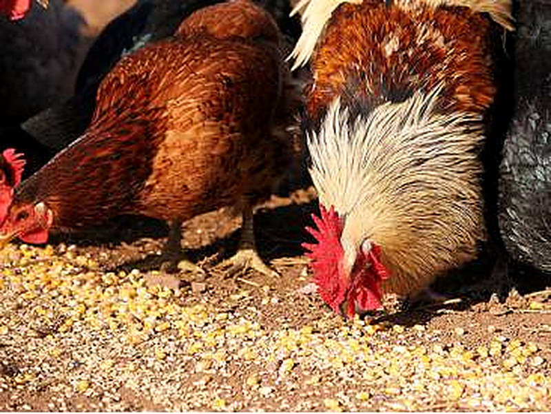 Кормление домашних кур