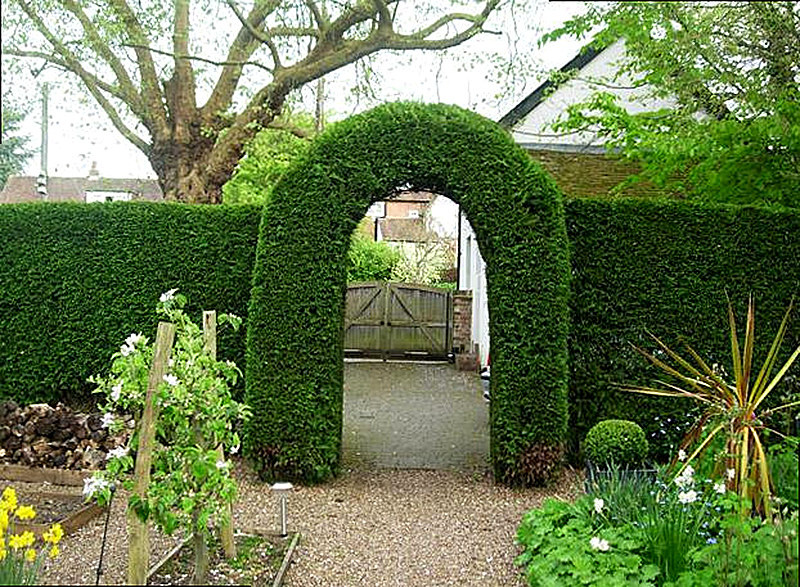 изгородь из вьющихся растений