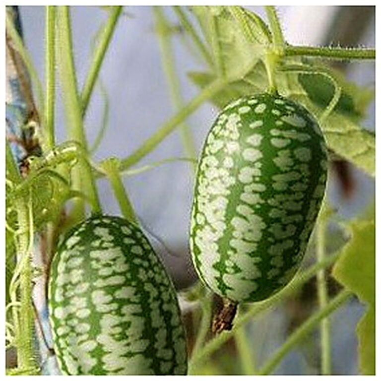 мелотрия