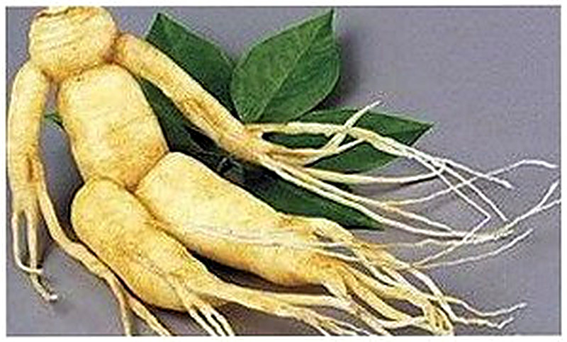 Размножение элеутерококка