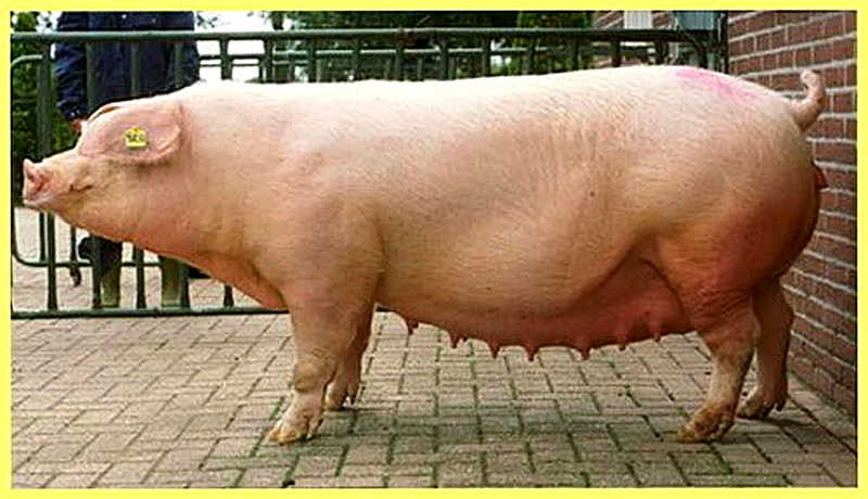 Английская порода свиней фото