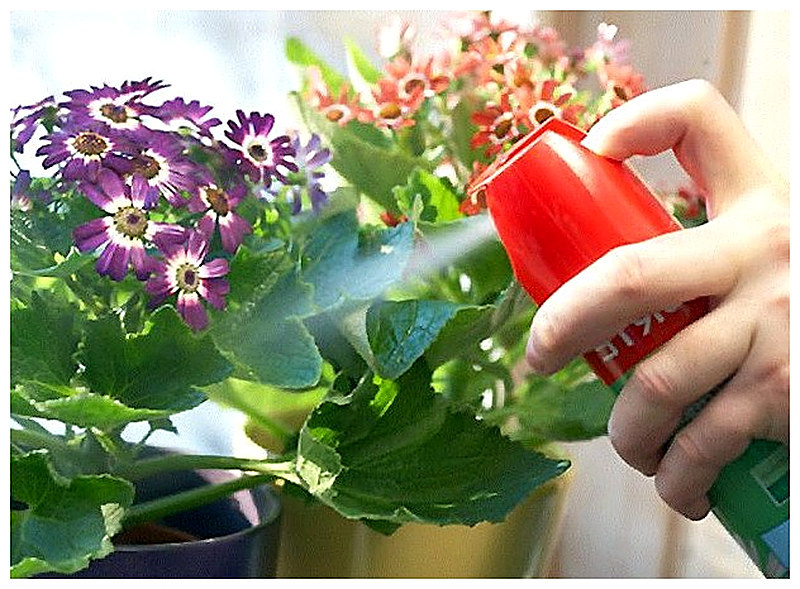 Правила ухода за домашними растениями